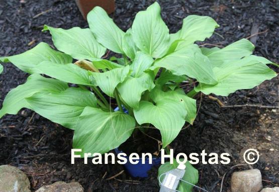 Hosta Precisely